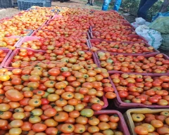 A Grade Quality Tomato for sale in Surguja