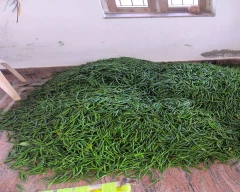 Other Green Chilli for sale in Annamayya