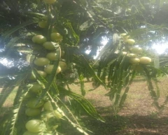 A Grade Quality Amla for sale in Jaipur