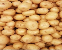 Chipsona Potato for sale in Sonipat