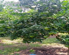 Normal Mosambi for sale in Mandi