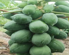 Red Lady Taiwan 786 Papaya for sale in Mau