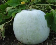 Normal Pumpkin for sale in Kaushambi