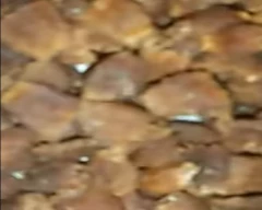 Flowers Mahua for sale in Bankura