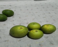 A Grade Quality Orange for sale in Nagpur