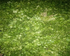 Normal Coriander Leaves for sale in Gurugram (Gurgaon)