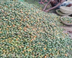Raw Arecanut for sale in Cachar