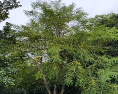 A Grade Quality Amla for sale in Gandhinagar