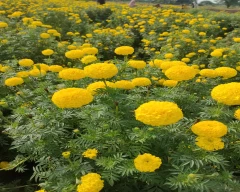 Normal Marigold for sale in Dhar