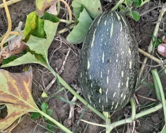 Normal Pumpkin for sale in Kanpur Dehat