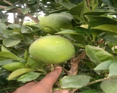 Red Malta Mosambi for sale in Hanumangarh