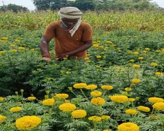 Normal Marigold for sale in Seoni