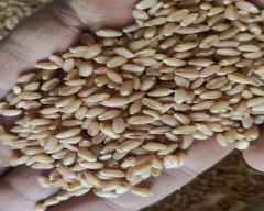 1544 (Purna) Wheat for sale in Vidisha