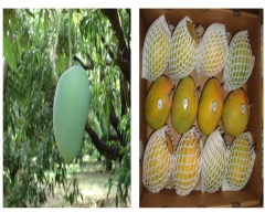 Alphonso Mango for sale in Valsad