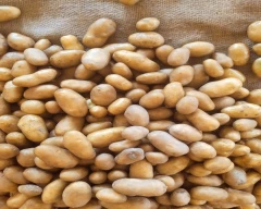 G4 Potato for sale in Fatehpur