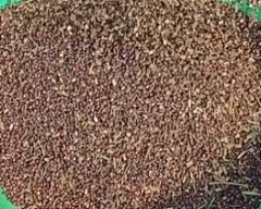 Black Urad for sale in Bhilwara