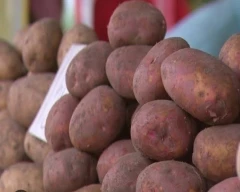 New Holland Potato for sale in Etah