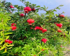 A Grade Quality Pomegranate for sale in Jalore