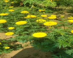 Normal Marigold for sale in Ajmer