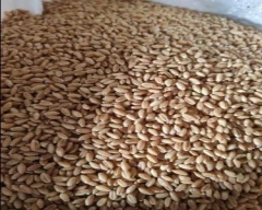 Milling Wheat for sale in Lucknow