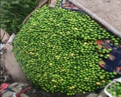 A Grade Quality Lemon for sale in Vijayapura