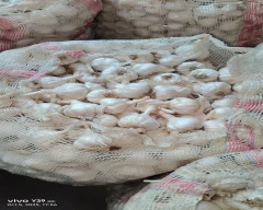 Big White Garlic for sale in Sehore