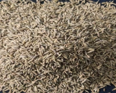 Brown Jeera for sale in New Delhi