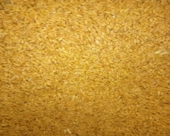 Shree Ram 303 Wheat for sale in Bijnor