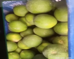 Other Mosambi for sale in Fazilka