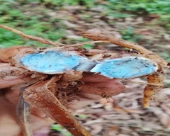 Black Turmeric for sale in North Garo Hills