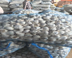 Big White Garlic for sale in Kozhikode