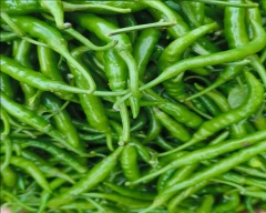 Other Green Chilli for sale in Khargone