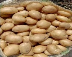 A Grade Quality Potato for sale in Bankura
