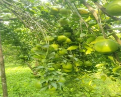 Nagpuri Orange for sale in Amravati