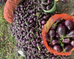 Normal Brinjal for sale in Gajapati