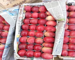 Kashmiri Apple for sale in Baramulla