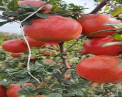 C Grade Quality Pomegranate for sale in Kolar