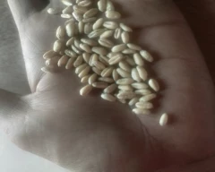 Normal Wheat for sale in Hamirpur