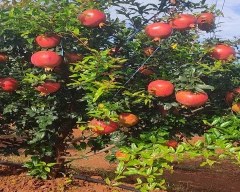 A Grade Quality Pomegranate for sale in Bengaluru Rural