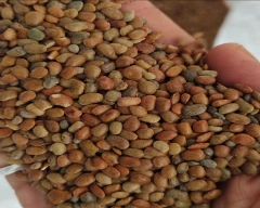 Normal Horse Gram for sale in Bhilwara