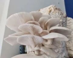 Oyster Mushroom for sale in Nashik