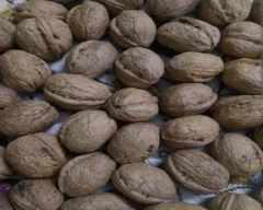 Kashmiri Wal nut for sale in Jammu