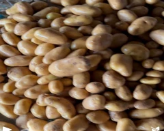 Kufri Surya Potato for sale in Agra