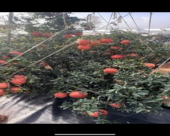 Bhagwa Pomegranate for sale in Ballari