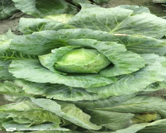 Normal Cabbage for sale in Samastipur