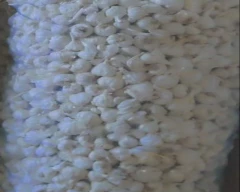 Normal Garlic for sale in Dhar