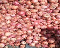 A Grade Quality Onion for sale in Nashik
