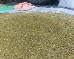 Normal Moong for sale in Jhunjhunu