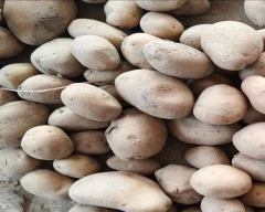 Chipsona Potato for sale in Kannauj