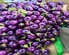 Normal Brinjal for sale in Meerut